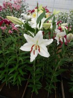 [4359 Mission DJ No101.JPG]